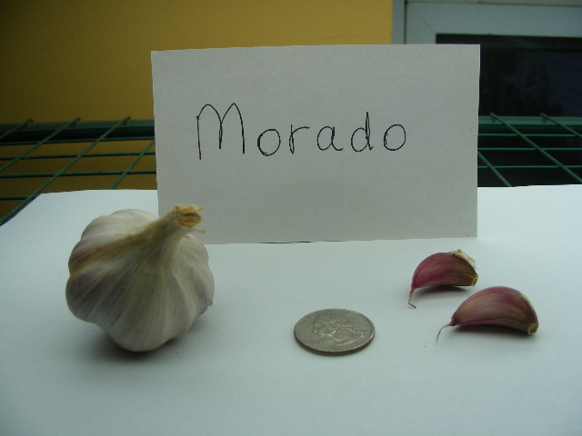 MORADO GARLIC - culinary